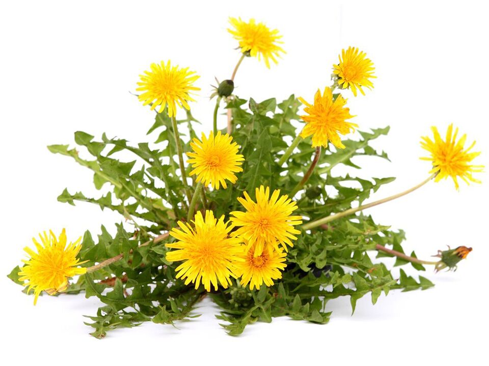 Dandelion extract in Alcozar